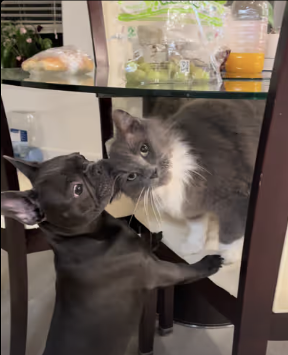 Frenchie and Cat playing !